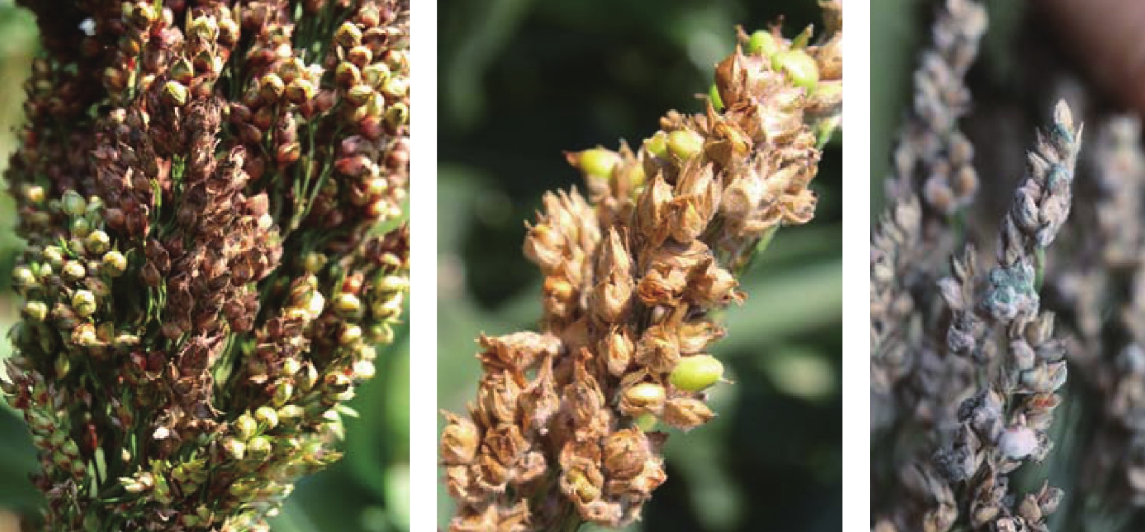 一、高粱真菌病害(Diseases Caused by Fungi)_植保专题库