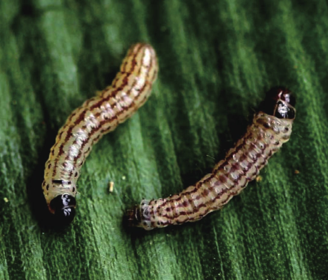 (二十七)粟灰螟(Millet Stem Borer)_植保专题库