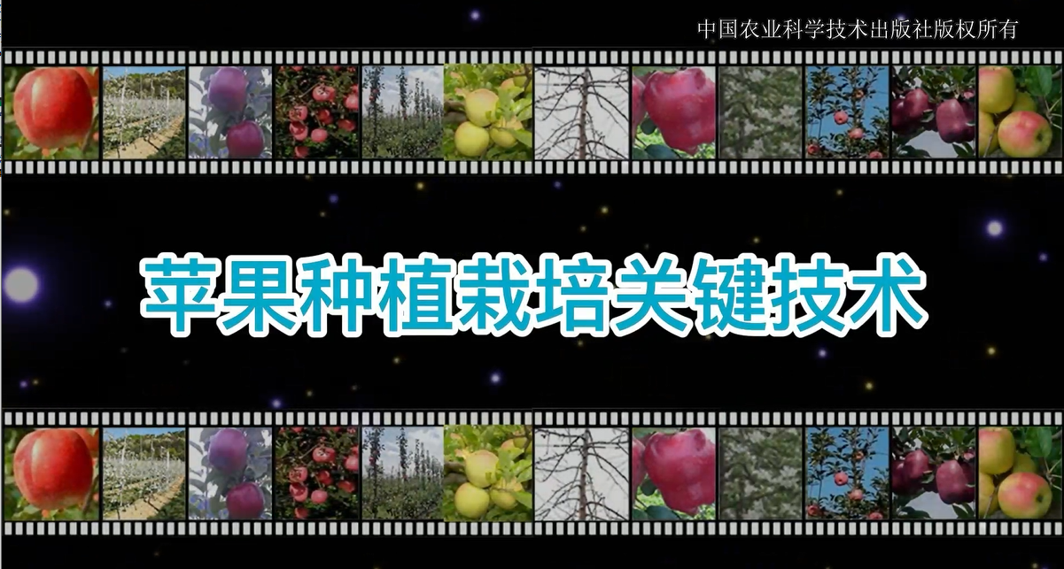 现代苹果栽培模式